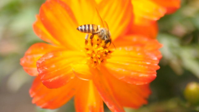 honey bee moving over flower anthers
