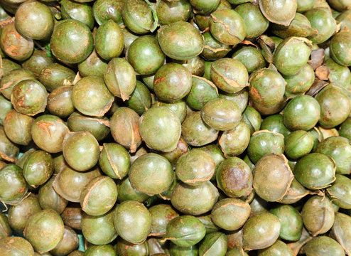 Fresh Archidendron Jiringa Nielsen or Look Neang
