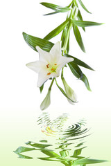 Blume freigestellt mit Wasserspieglung