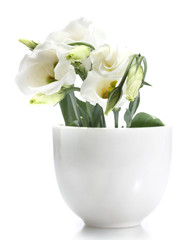 beautiful spring flowers in vase isolated on white