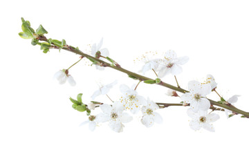 beautiful cherry blossom isolated on white