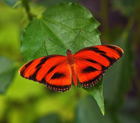 Obraz premium Red butterfly