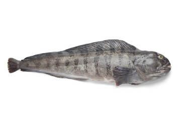 Fototapeta premium Fresh raw Atlantic wolffish