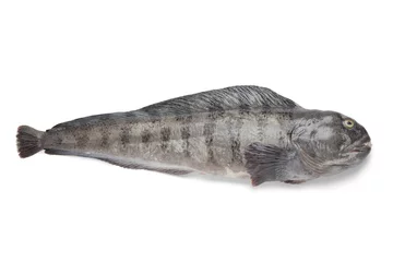 Fototapeten Fresh raw Atlantic wolffish © Picture Partners