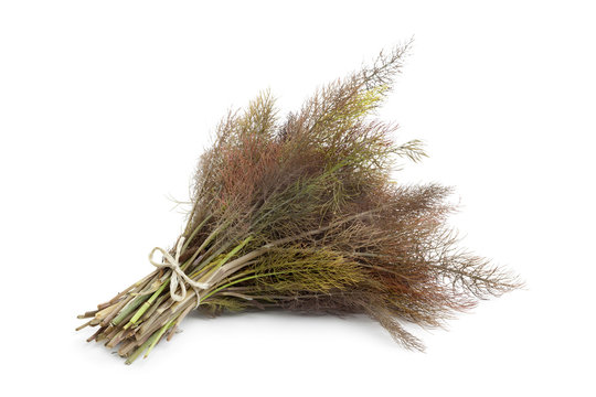 Bronze fennel