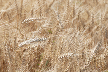 Ears of rye (Secale cereale)