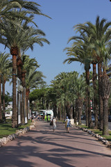 Fototapeta na wymiar promenade sous les palmiers