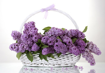 beautiful lilac flowers in basket isolated on white