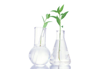 Test-tubes with a transparent solution and the plant isolated