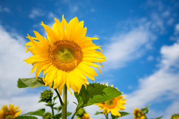 sunfower 2