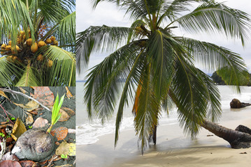 El ciclo de las palmeras