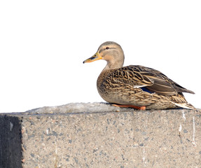 Mallard Duck on Concrete Embankment
