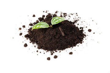 Green Plant in Pile of Soil Isolated on White Background