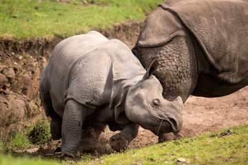 Fototapeta premium Rhino