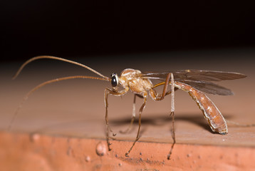 Insect