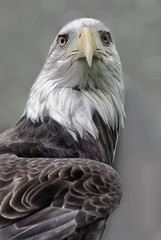 American Bald Eagle