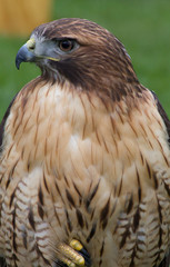 Red-tailed Hawk