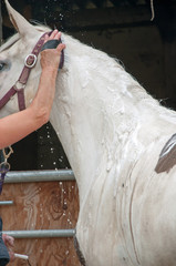 Dirty horse