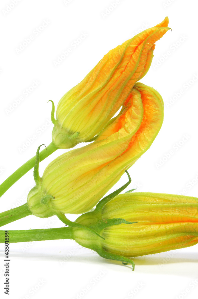 Wall mural zucchini flowers