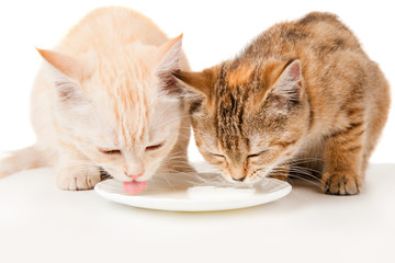 Two kitten milk from a saucer of varnish