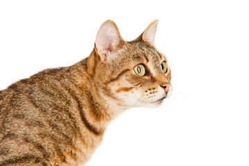 Portrait of a striped cat