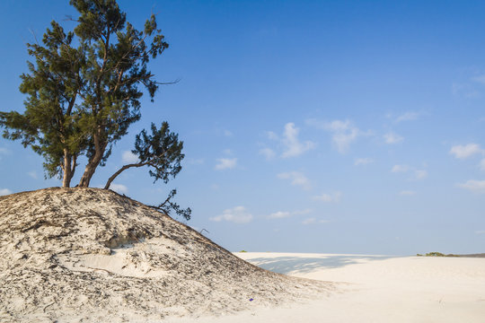 Dune and wild beach