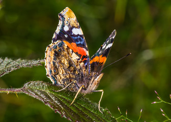 Red Admiral (Vanessa atalanta) butterfly