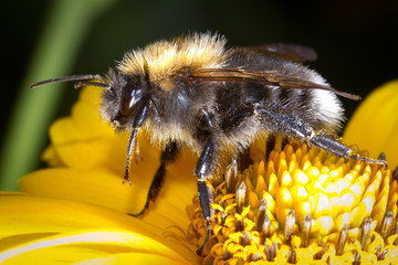 Macro of bumblebee on the flower