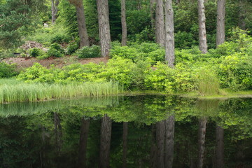 tree trunks reflecting on tarn surface
