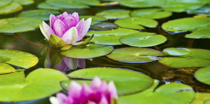 Lotusbl&uuml;te - Seerose im Teich
