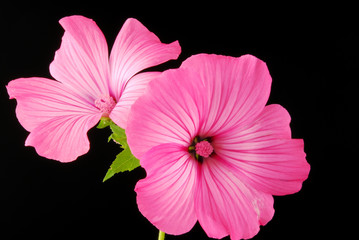 Fototapeta premium lavatera flowers