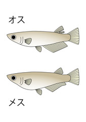 メダカ