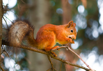 squirrel siting on branch with a nut in his mouth