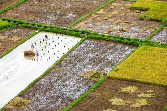 Bac Son Rice Field