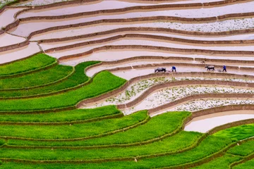 Photo sur Plexiglas Mu Cang Chai Tu Le Rice Terraces