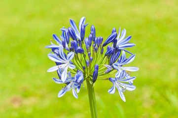 blue flower of agapanthus africanus
