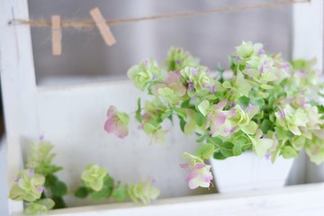 オレガノケントビューティー