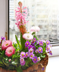 Hyacinth and Primrose in the spring sun-lit basket