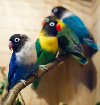 Parakeet collection