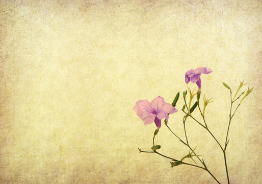 purple flower on Old antique vintage paper background
