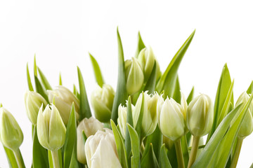 Obraz na płótnie Canvas ładne tulipany