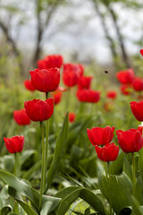 Colorful red tulips in meadow