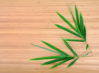 Bamboo leaves isolated