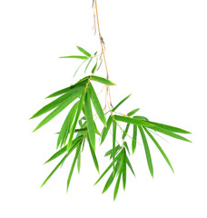Bamboo leaves isolated on white background