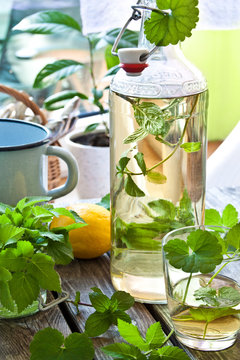 Kr&auml;uter-Limonade - mit Giersch und Gundermann