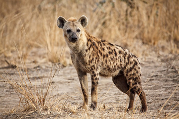 Naklejka premium hiena cętkowana