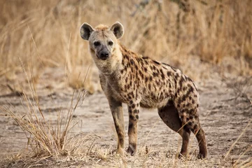 Foto op Plexiglas gevlekte hyena © tiero