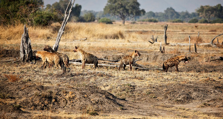hyena group