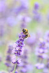 lavender flowers