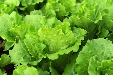 lettuce plant in field